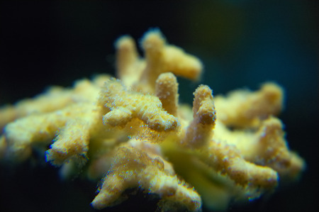 Close-up photo of coral reefの写真素材