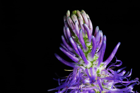 Close up photo of wild purple flower の写真素材