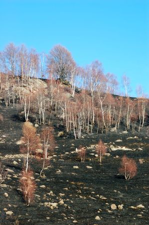 Woods fire damage: white birch over dark burned meadows の写真素材