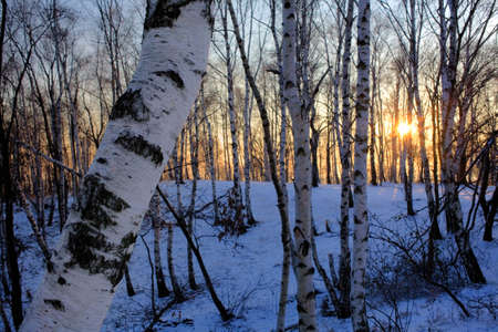 Snowy woods of birch, winter season (HDR version)の写真素材