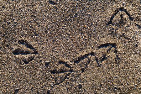 Bird foot print path on sand at the ocean