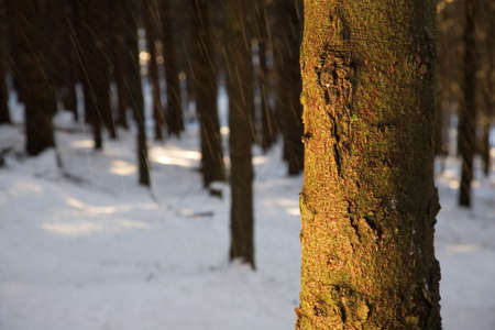 Pine trunk detail, winter season, horizontal orientationの写真素材
