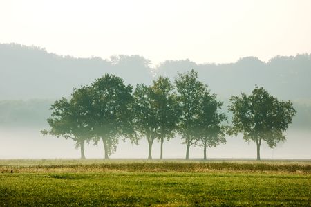 Cluster of trees in the early morning mistの写真素材
