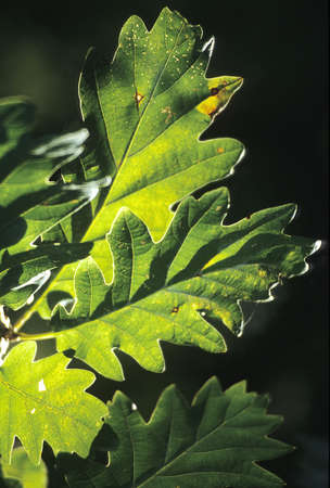 Oak leaves against a dark background. Scan film source.