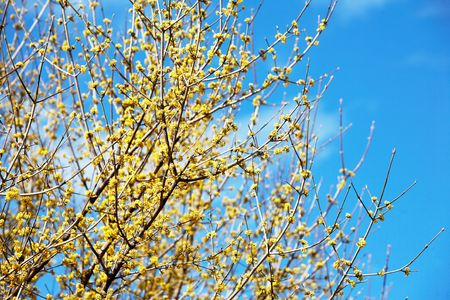Blooming yellow flowers in early springtime, daylight.の写真素材