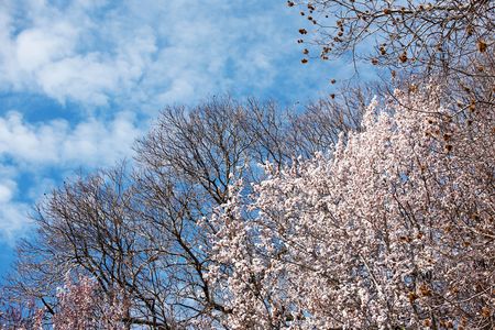 Blooming cherry tree in early springtime, daylight.