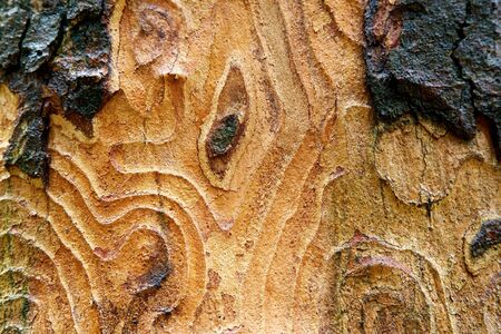 Bark texture useful as backgroundの写真素材