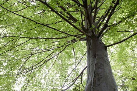 Looking up into beech foliage, early springtime, Biella , Italyの写真素材