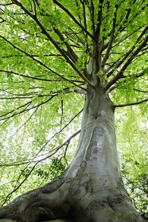 Looking up into beech foliage, early springtime, Biella , Italyの写真素材