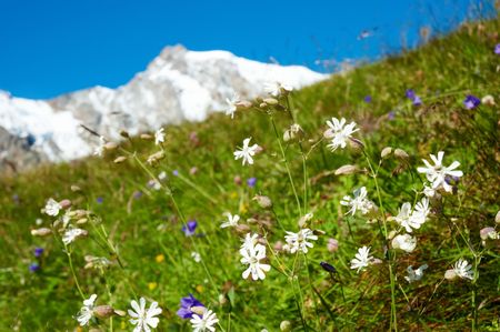 Colourful mountain flowers in summer season; west italian Alps, Europeの写真素材