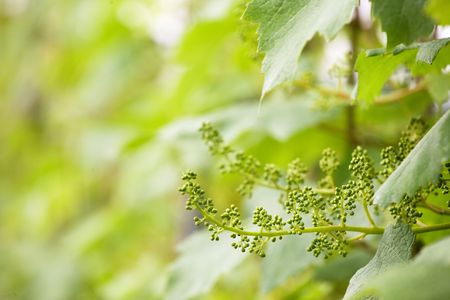 Close-up of fresh new grape fruits in springtime, Piedmont hills, north Italy.の写真素材