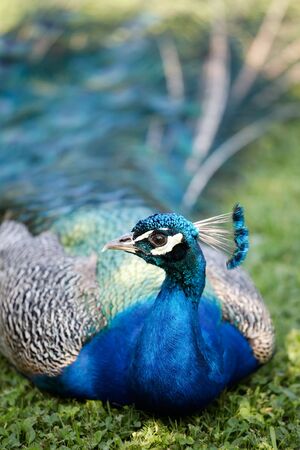 Male of Indian Peafowl, Pavo cristatus, also known as the Common Peafowl or the Blue Peafowlの写真素材