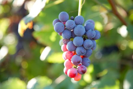 Close view of red grapes (Nebbiolo grape varieties), Piedmont hills, north Italy.