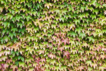Wall covered in green and red ivy; horizontal frameの写真素材