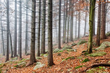 Autumn landscape: a foggy and wet european forest in fall season.