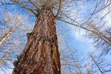 Upward view of naked larch trees in winter season over a cloudy sky, horizontal frame