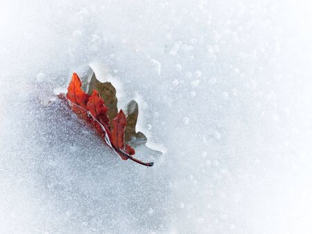 Autumn leaf frozen in the ice, horizontal orientation の写真素材