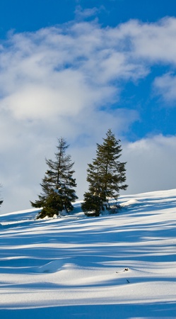 Two pines trees in a snowed hill over a blue cloudy sky. Vertical frame.の写真素材