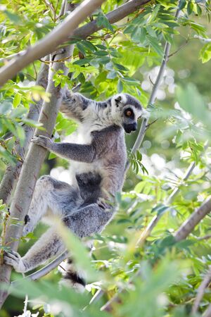 Ring-tailed lemur (Lemur catta): a clade of strepsirrhine primates endemic to the island of Madagascar.の写真素材