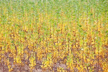 Poplar fustigate trees growing in rows, fall season  North Italy, Europe の写真素材