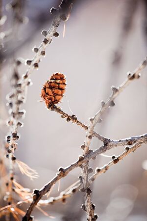 Larch pine cone, defocus background, vertical orientationの写真素材