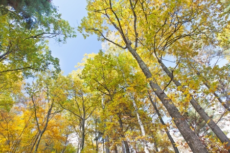Deciduous tree forest in autumn seasonの写真素材