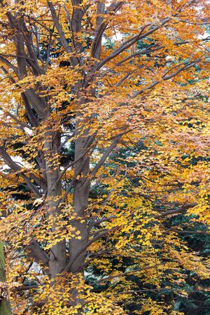 Big beech tree  Fugus  in fall seasonの写真素材