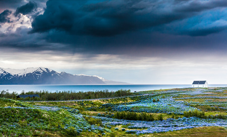Iceland  lupins meadow over atlantic coastline  Husavik, north Iceland の写真素材