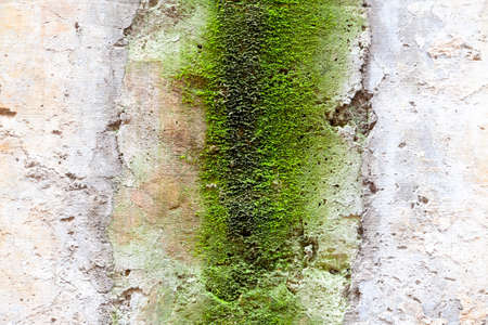 Rough wall texture, useful as grunge backgroundの写真素材