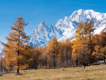 Larch trees and the snowy peaks of Mont Blanc in fall - Courmayer, Val dの写真素材