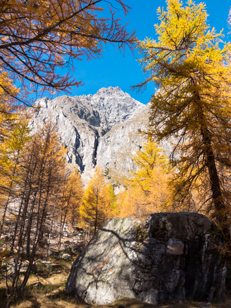 Larch trees and the peaks of Mont Blanc in fall - Courmayer, Val dの写真素材