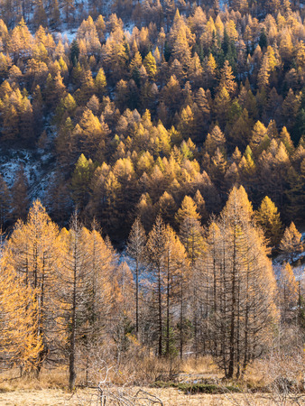 Larch forest in fall - Mont Blanc, Courmayer, Val dの写真素材