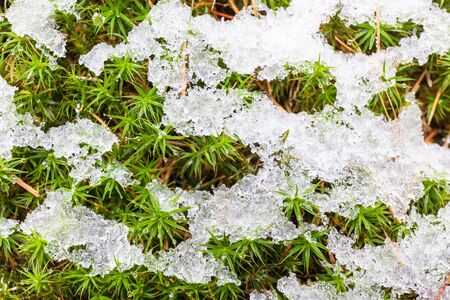 Natural background: snow on green moss.の写真素材