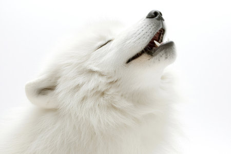 Focused close-up image of a white dog's head and upper body.  The dog's mouth is open, and its expression is one of joy or alertness.  The image emphasizes the texture of the dog's white fur. The background is plain white.の素材