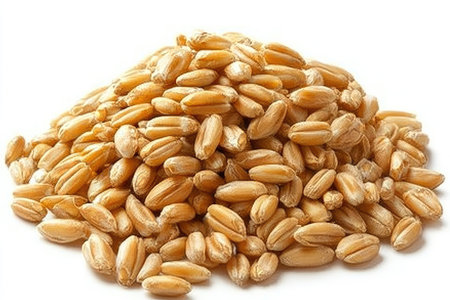 High-angle close-up view of a large pile of wheat grains.  The grains are a light golden brown color and are arranged loosely in a pile against a plain white background. The grains are in sharp focus, while the background is entirely out of focus.  The image exhibits excellent clarity and detail, showing the texture and form of the individual grains.の素材