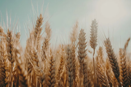 Close-up image of wheat stalks in a field, emphasizing the golden hues and details of the heads of grain. The sky is a pale light blue, suggesting a sunny day.の素材