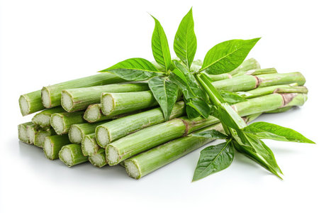 Pile of fresh, vibrant green plant stalks, cut in section, is shown in a  shot against a white background.  Leaves from the plant are included in the image.の素材