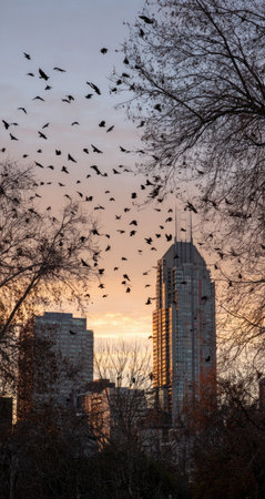 Tranquil urban scene at sunrise.  A large flock of birds is flying across the sky, in front of a city skyline. The city buildings are silhouetted against the sky. Branches of bare trees are visible in the foreground. The warm colors of sunrise and the silhouettes create a serene and atmospheric image.の素材