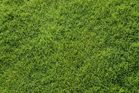 Fine grass top view