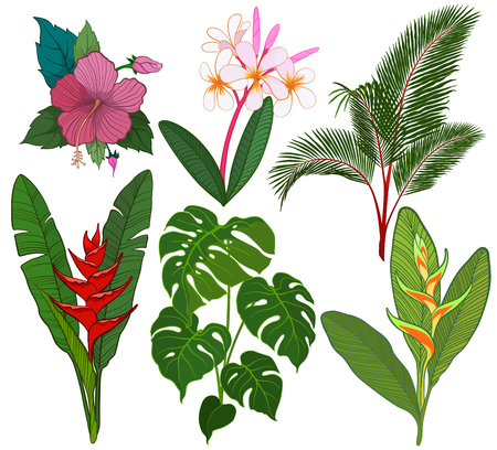 Tropical leaves and flowers vector illustrationのイラスト素材