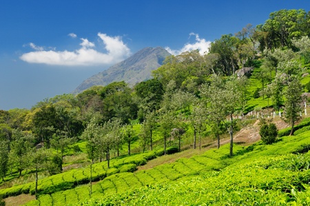 Tea Plantation in the Cardamam mountains. Kerala, Indiaのeditorial素材