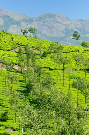 Tea Plantation in the Cardamam mountains. Kerala, Indiaのeditorial素材