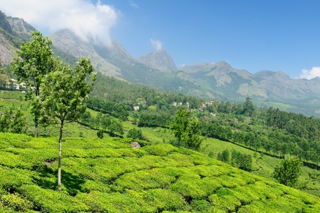 Tea Plantation in the Cardamam mountains. Munnar, Kerala, Indiaのeditorial素材