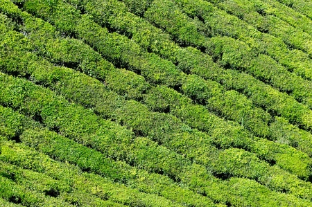 Tea Plantation in the Cardamam mountains. Kerala, Indiaのeditorial素材