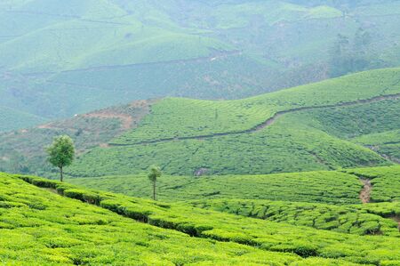 Tea Plantation in the Cardamam mountains. Kerala, Indiaのeditorial素材