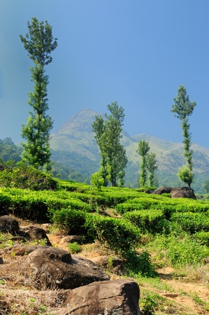 Tea Plantation in the estate in Kerala, Indiaのeditorial素材