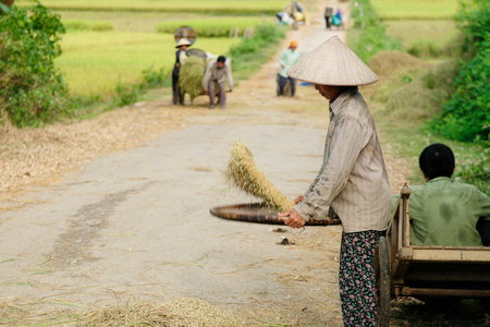 Sapa, Vietnam - October 13: Native inhabitants of Vietnam working at the harvest of the rice in Sapa on October 13, 2010のeditorial素材