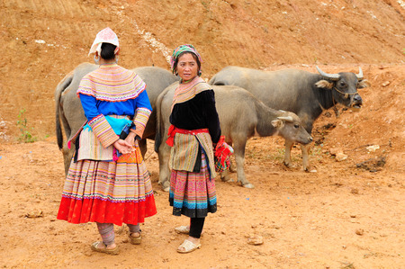 Bac Ha, Vietnam - October 22:  Ethnic women in traditional dresses of Homong people are trading in cattle at the market in the Bac town Ha on October 22, 2010のeditorial素材