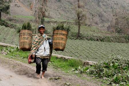 BROMO, JAVA, INDONESIA - MARCH 26: The ethnic men living  in the area of the Bromo volcano is carrying grass of the eruption of the Bromo volcano. Bromo on March 26, 2011.のeditorial素材