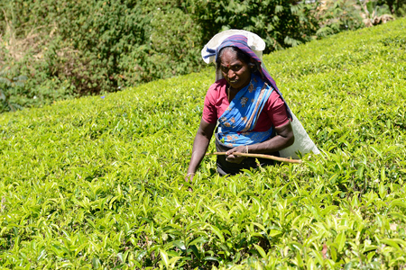 NUWARA ELIA, SRI LANKA - FEBRUARY 20: Tea picking in Sri Lanka hill country. Nuwara Eliya on February 20, 2015のeditorial素材